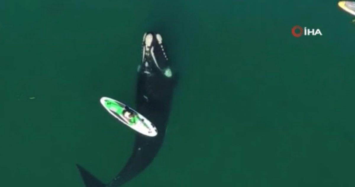 Arjantin’de kanoyla dans eden balina