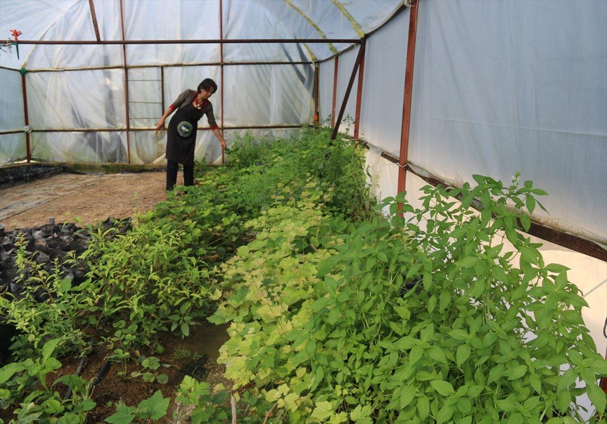 Aksaray'da mor çilek yetiştiren vatandaş taleplere yetişmekte zorlanıyor