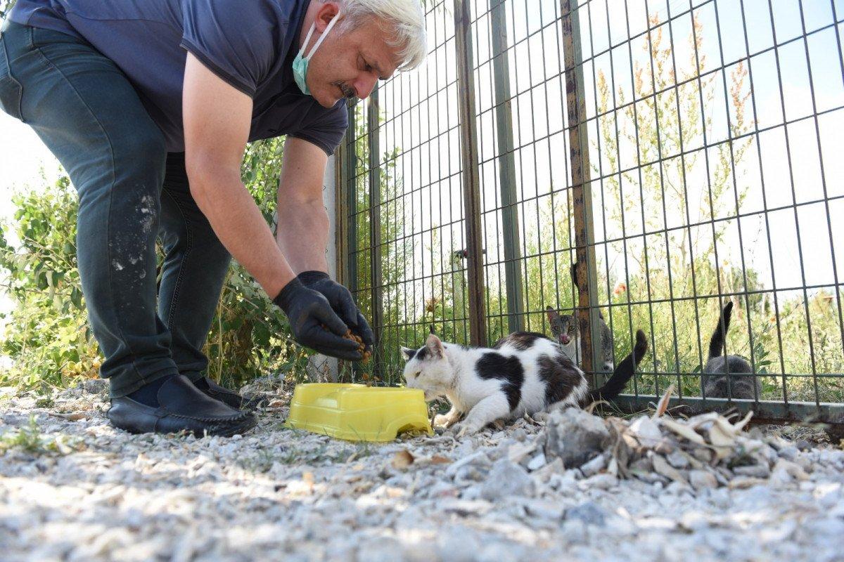 Çorum'da karantinaya alınan şahıs kedileri için yardım istedi