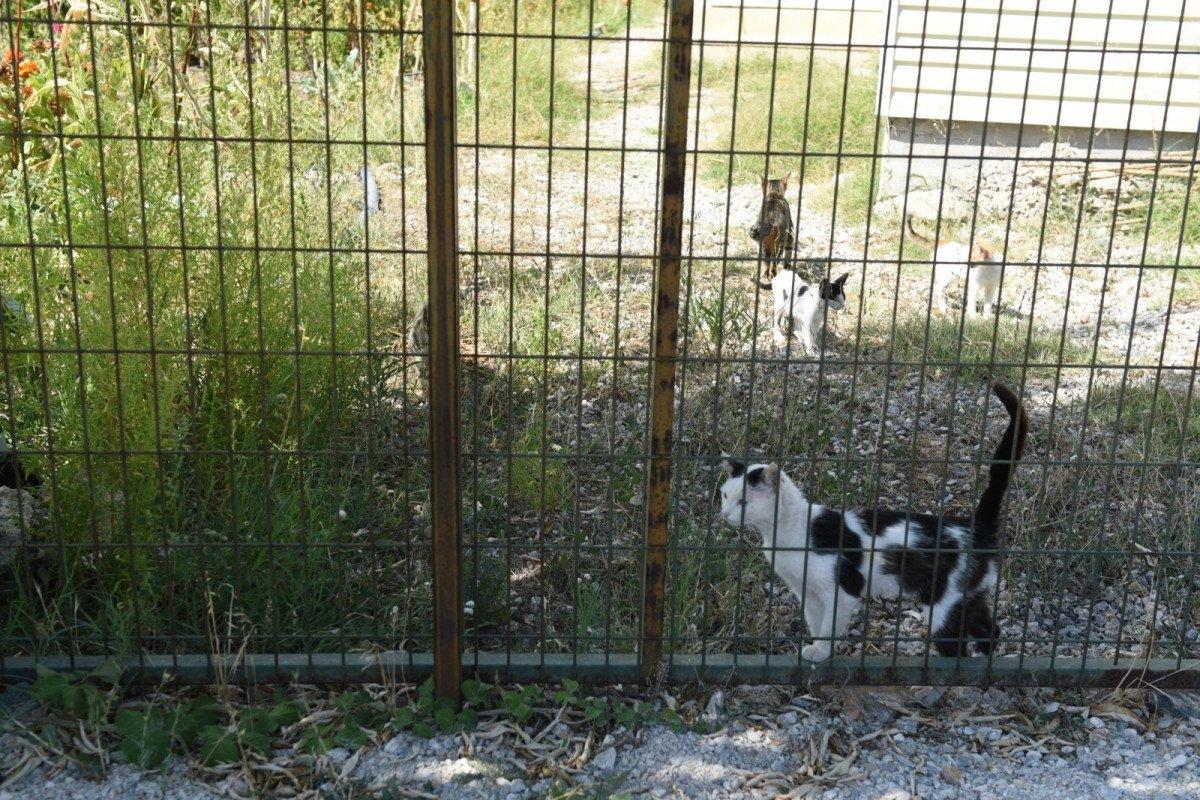 Çorum'da karantinaya alınan şahıs kedileri için yardım istedi