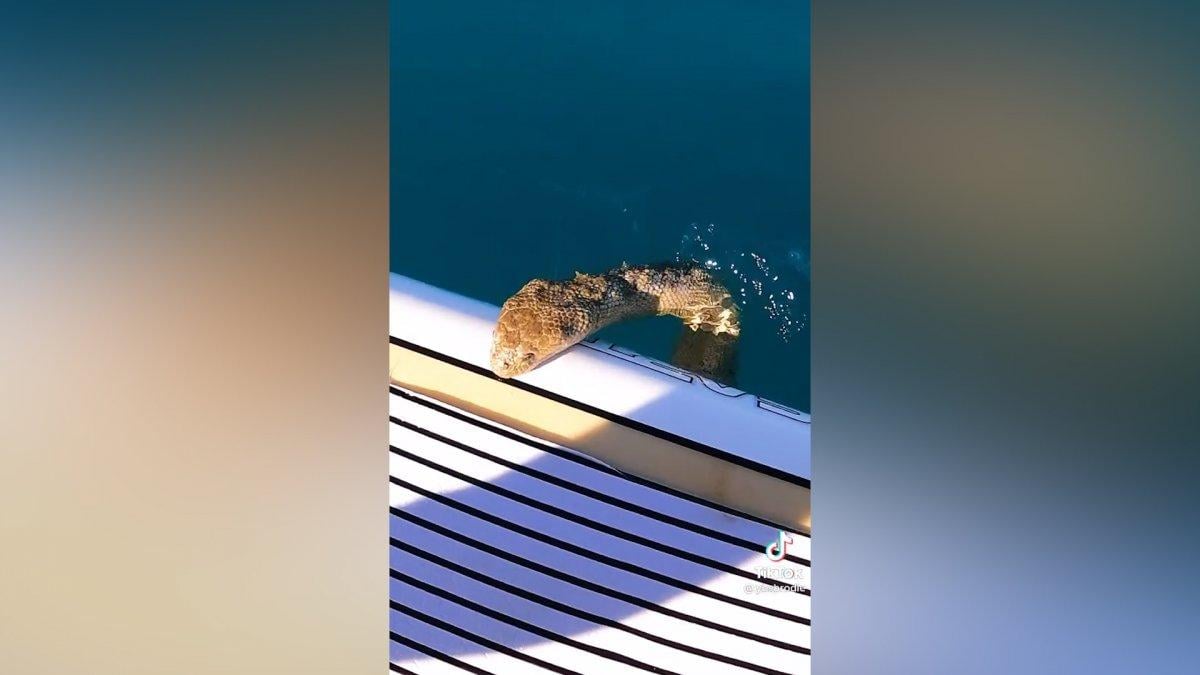 Avusturalya'daki sörfçünün tahtasına, deniz yılanı çıktı