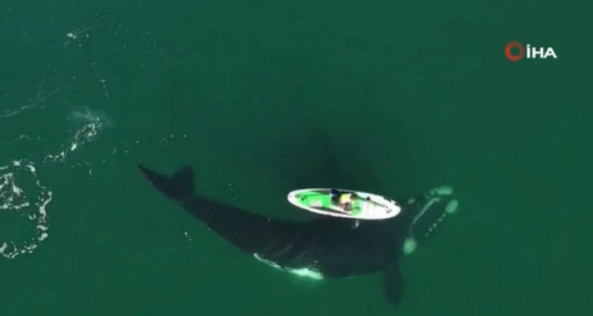 Arjantin’de kanoyla dans eden balina