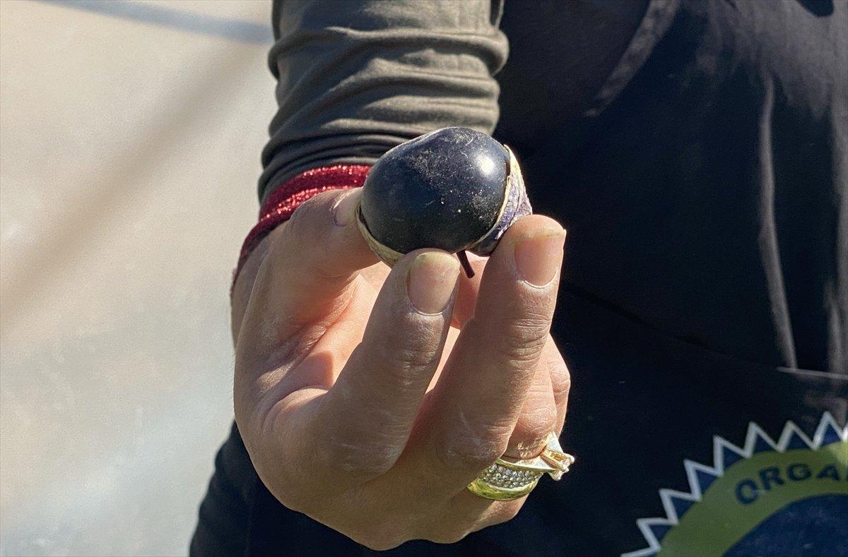 Aksaray'da mor çilek yetiştiren vatandaş taleplere yetişmekte zorlanıyor