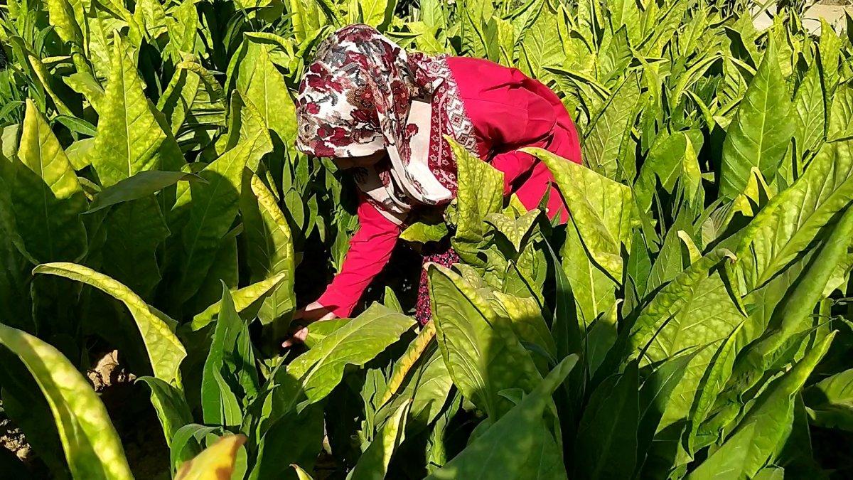 Adıyaman'da tütün tarlasında çalışan genç kız, tıp fakültesi kazandı