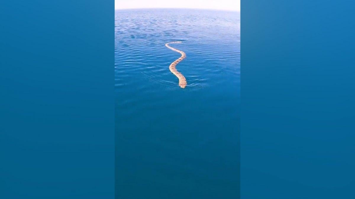 Avusturalya'daki sörfçünün tahtasına, deniz yılanı çıktı