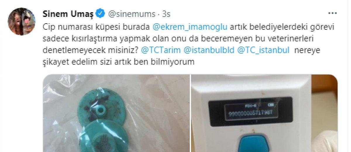 Esenyurt'ta İBB'nin kısırlaştırdığı köpeğin bağırsakları dışarı çıktı