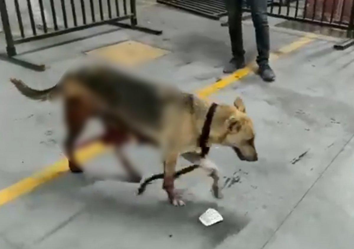 Esenyurt'ta İBB'nin kısırlaştırdığı köpeğin bağırsakları dışarı çıktı