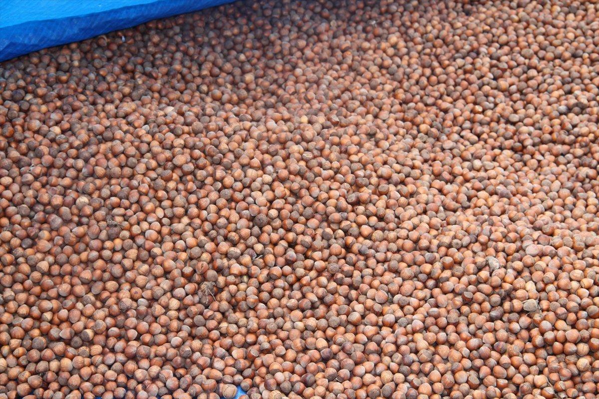 Giresun'da fındık üreticilerinin 'güneş duası'