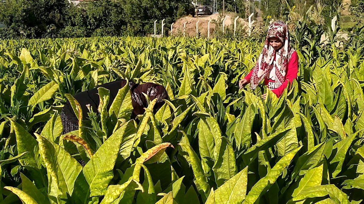 Adıyaman'da tütün tarlasında çalışan genç kız, tıp fakültesi kazandı