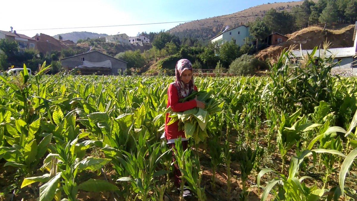 Adıyaman'da tütün tarlasında çalışan genç kız, tıp fakültesi kazandı