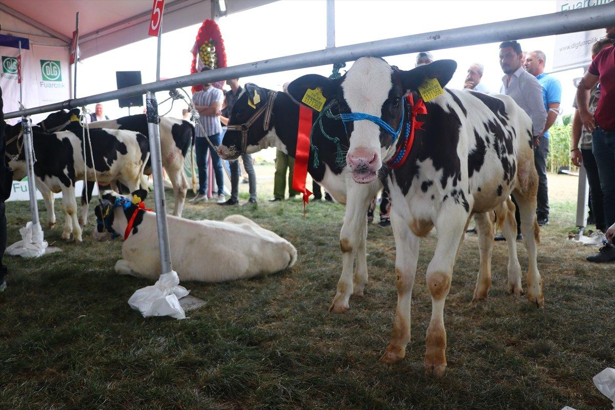 Tekirdağ'da 'Buzağı Güzellik Yarışması'
