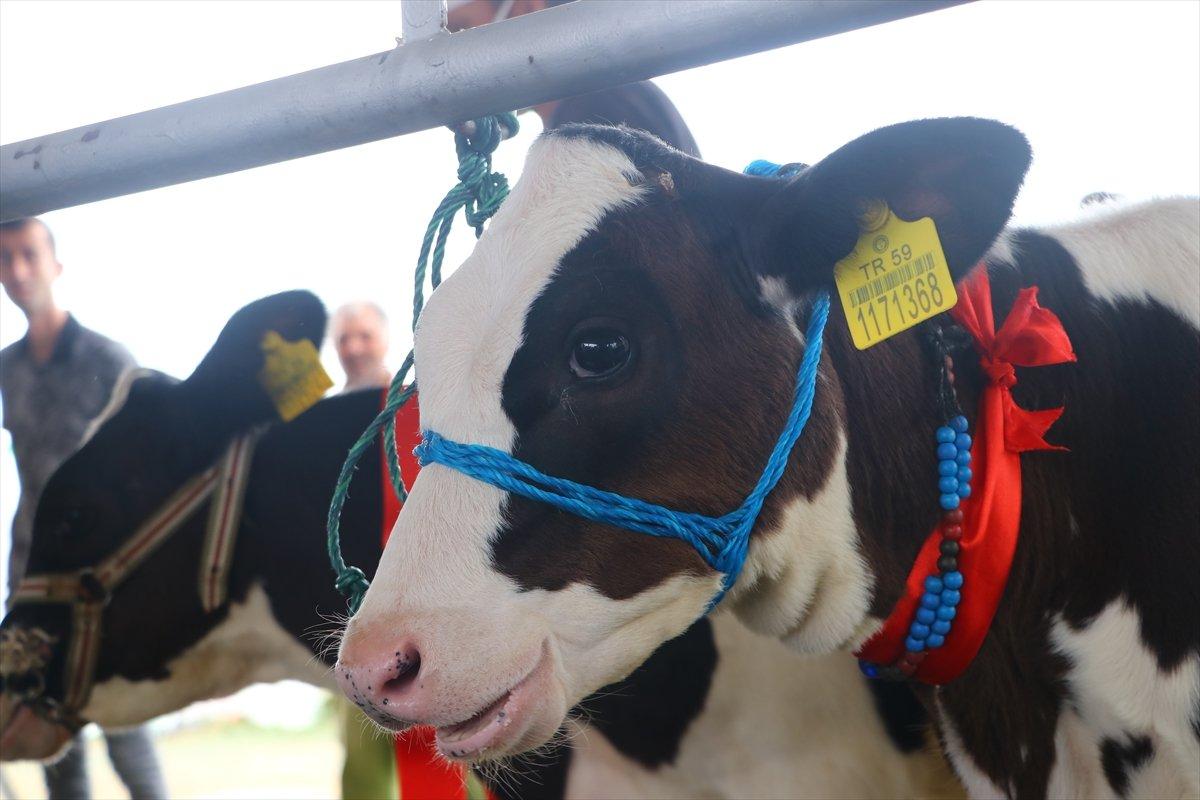 Tekirdağ'da 'Buzağı Güzellik Yarışması'
