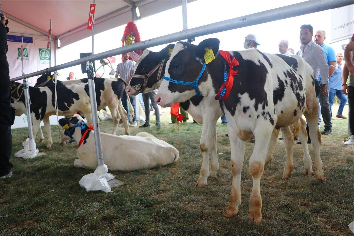 Tekirdağ'da 'Buzağı Güzellik Yarışması'