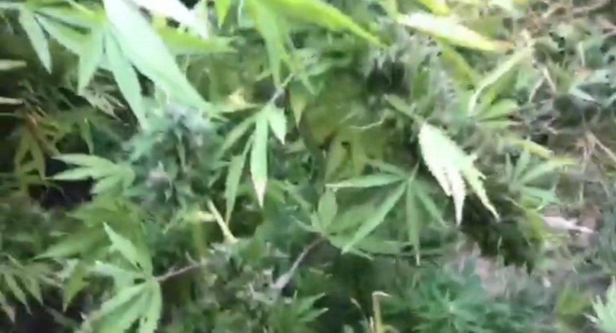 Hatay'da kenevir yetiştiren şahsa tutuklama