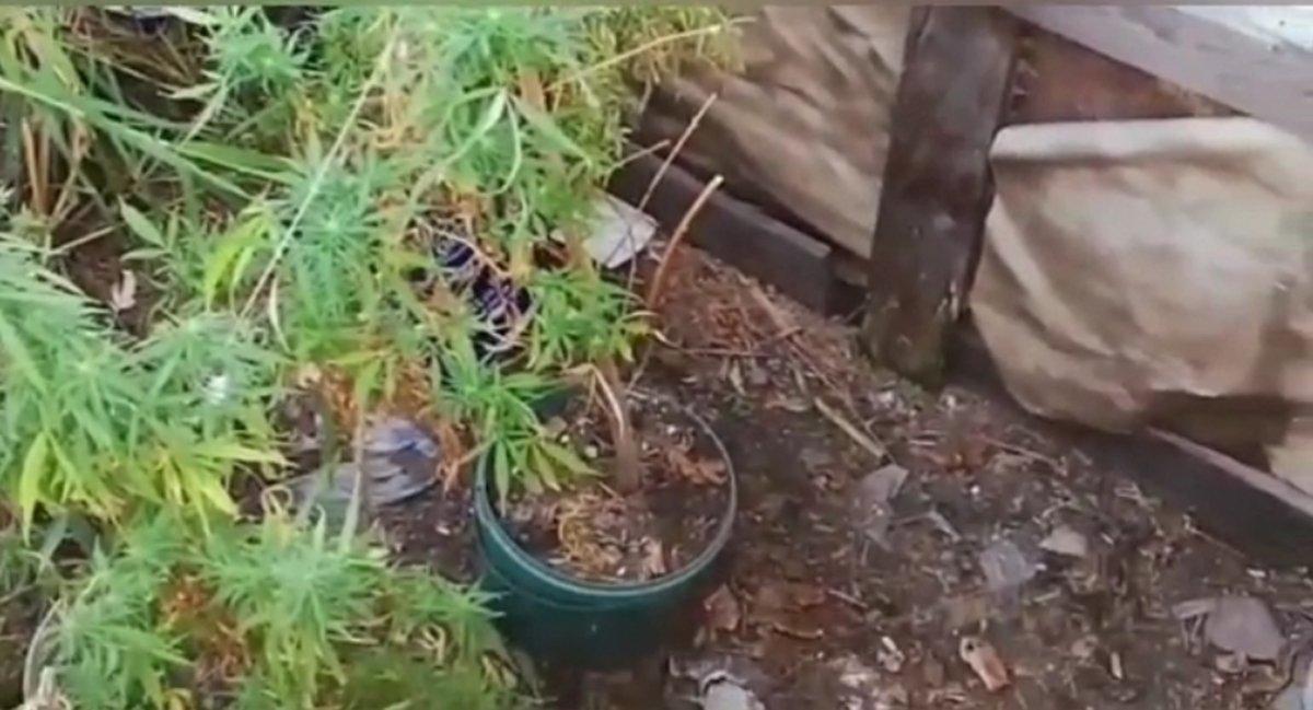 Hatay'da kenevir yetiştiren şahsa tutuklama