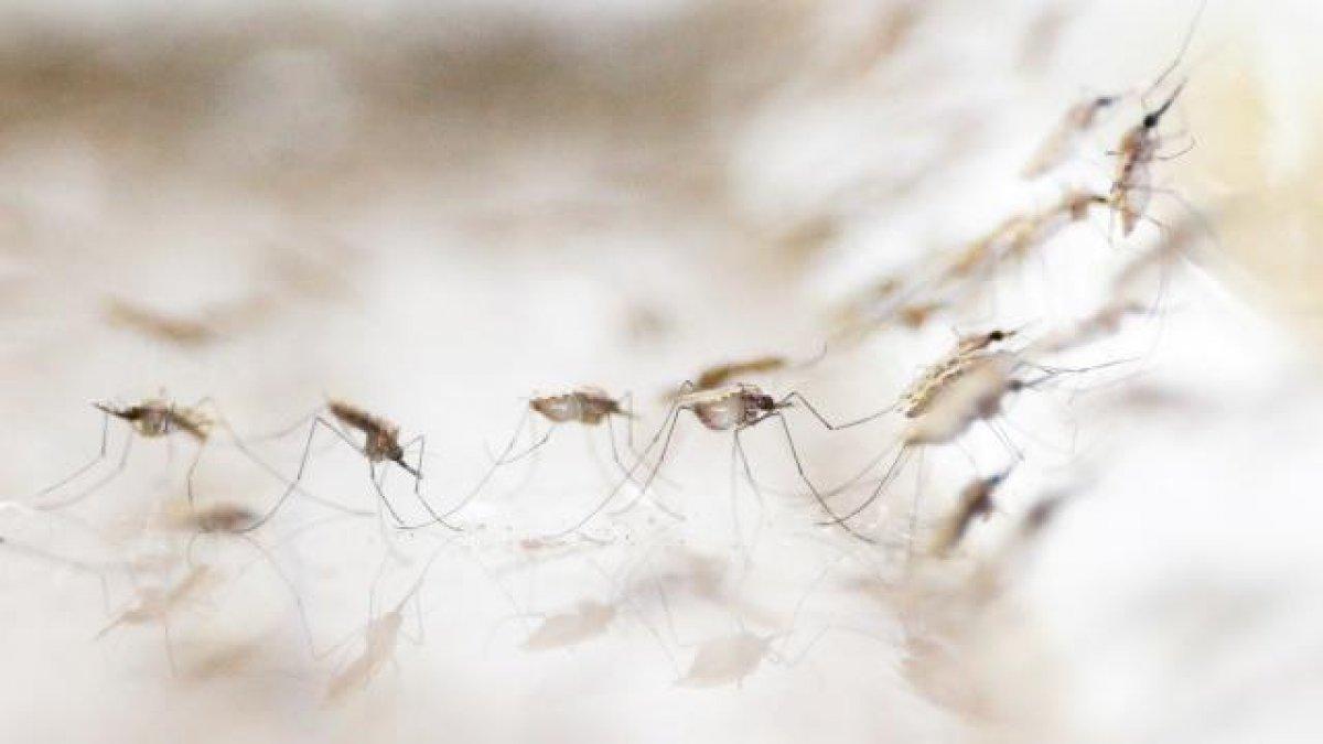 Hindistan'da dang humması yayılıyor