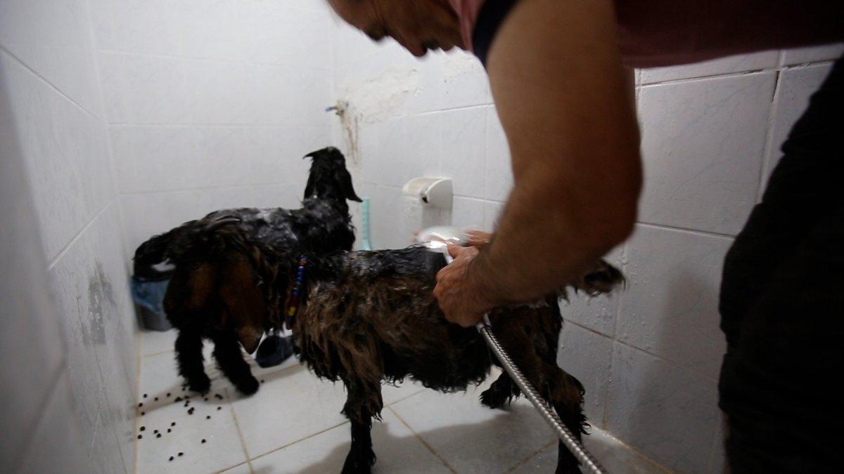 Gümüşhane'de keçileri sayesinde iyileşti