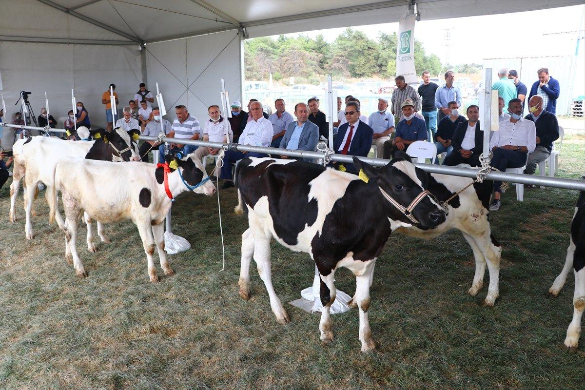 Tekirdağ'da 'Buzağı Güzellik Yarışması'