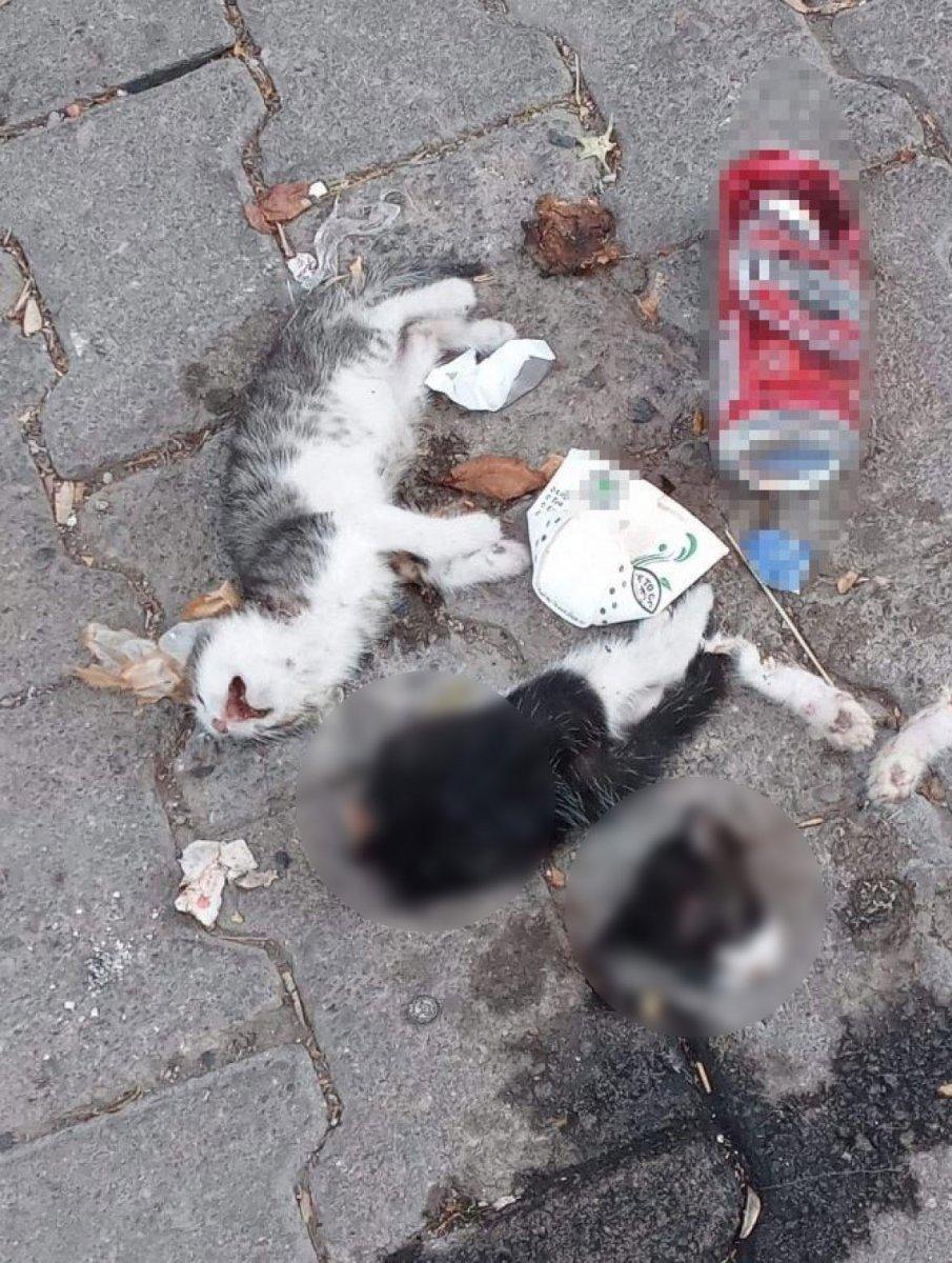 Giresun'da başı ve bacağı kesilmiş iki yavru kedi bulundu