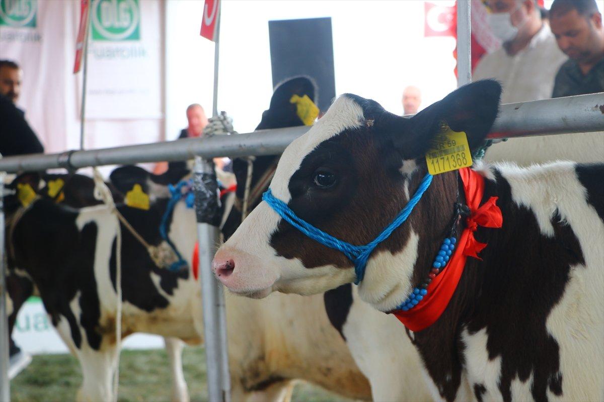 Tekirdağ'da 'Buzağı Güzellik Yarışması'