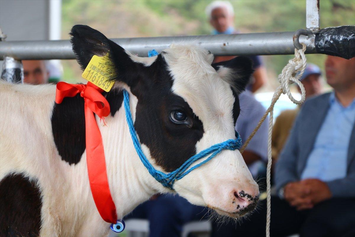 Tekirdağ'da 'Buzağı Güzellik Yarışması'