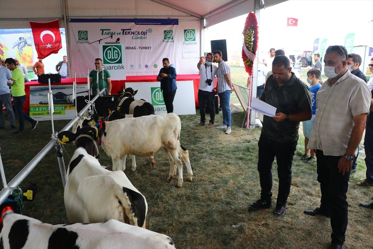 Tekirdağ'da 'Buzağı Güzellik Yarışması'