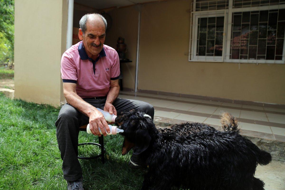 Gümüşhane'de keçileri sayesinde iyileşti