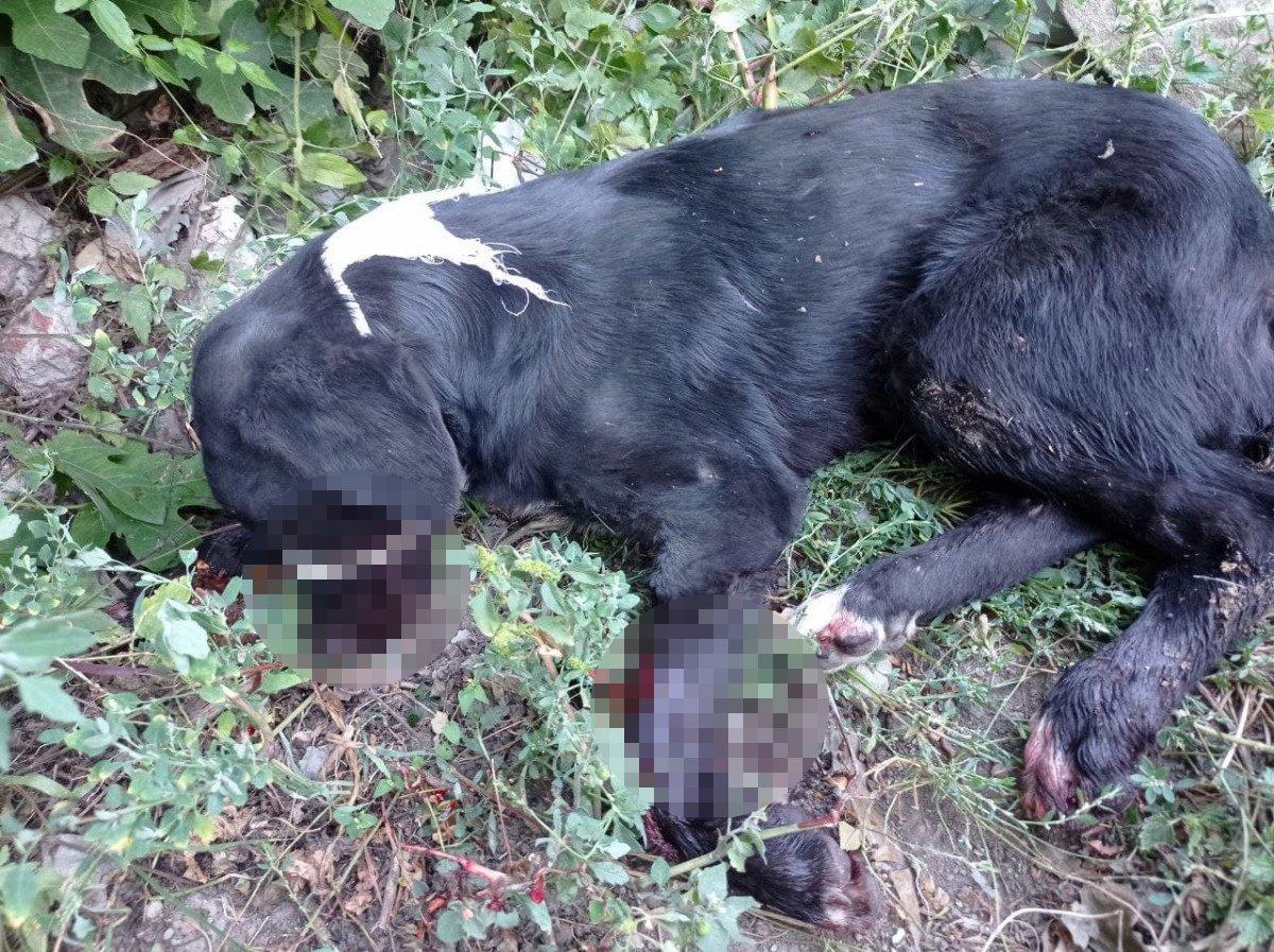 Kahramanmaraş’ta, yaralı köpek için 200 kilometre yol gitti