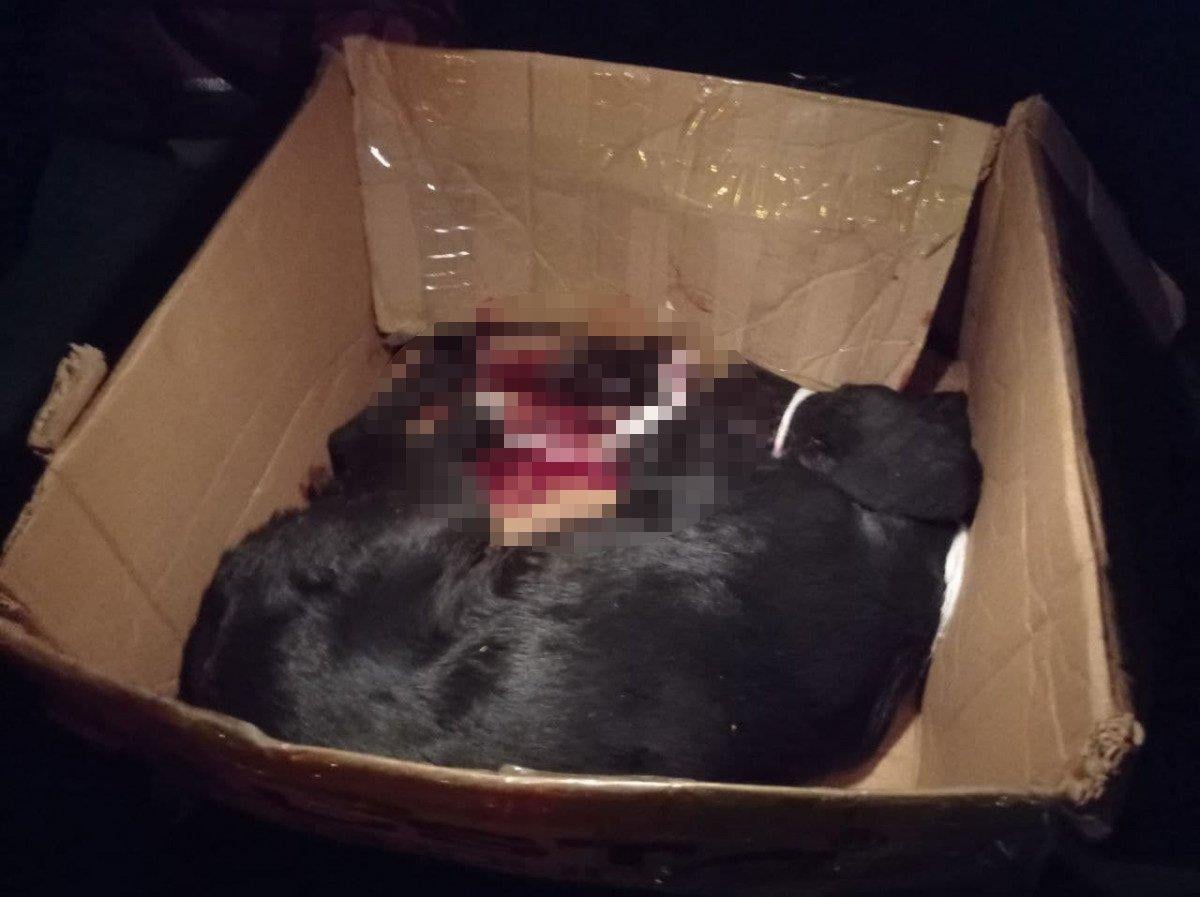 Kahramanmaraş’ta, yaralı köpek için 200 kilometre yol gitti