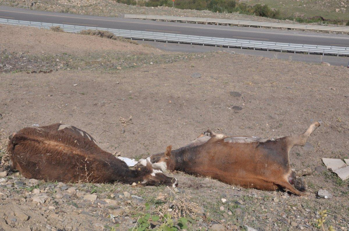 Kars’ta, baraj çevresindeki otlardan yiyen hayvanlar öldü