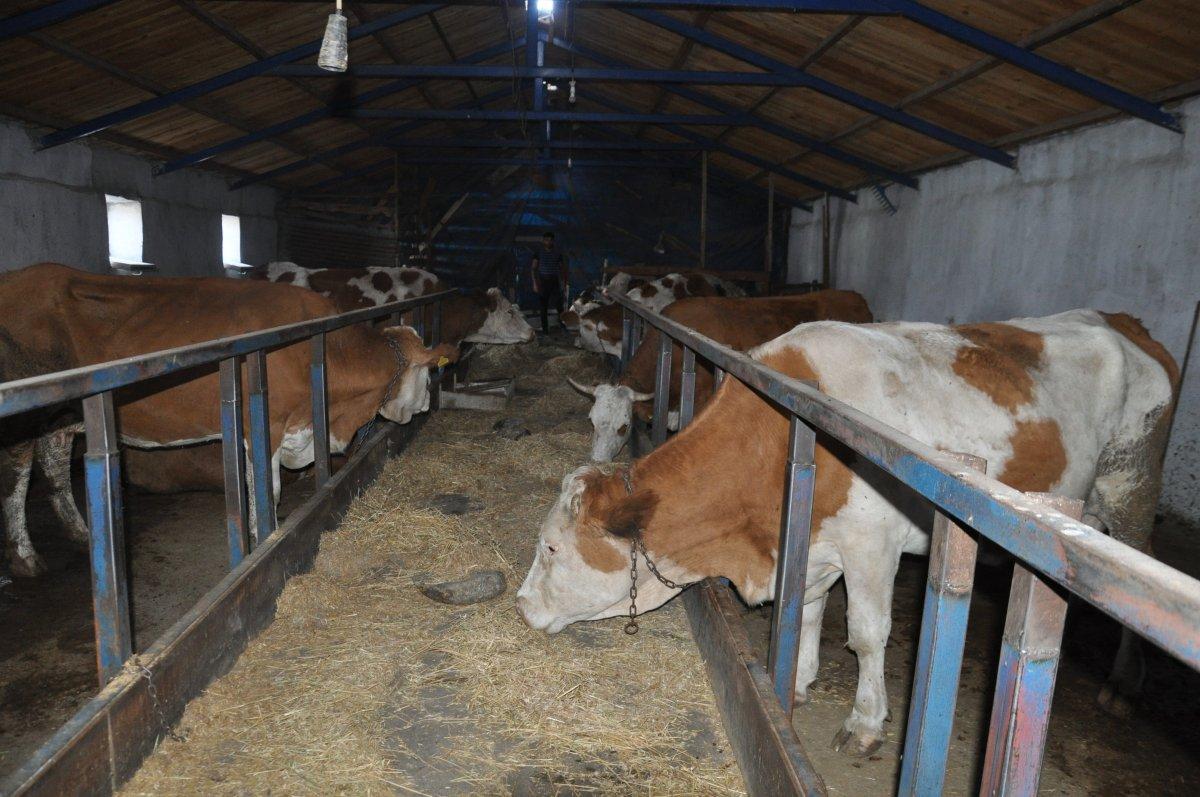 Kars’ta, baraj çevresindeki otlardan yiyen hayvanlar öldü