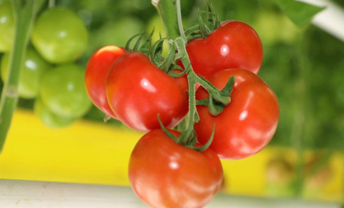 Her gün domates yemenin 6 faydası