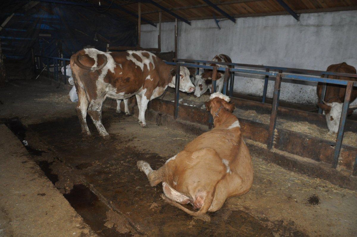 Kars’ta, baraj çevresindeki otlardan yiyen hayvanlar öldü