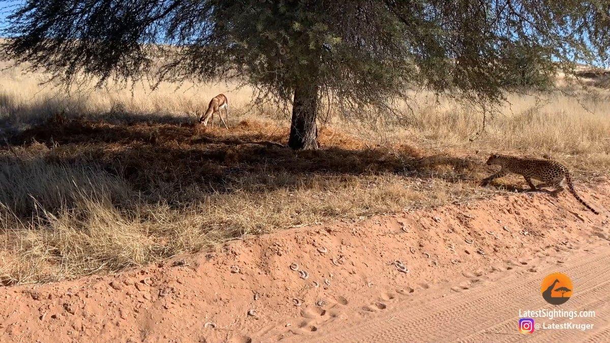 Ağacın arkasına saklanan leopar, avını sinsice yakaladı