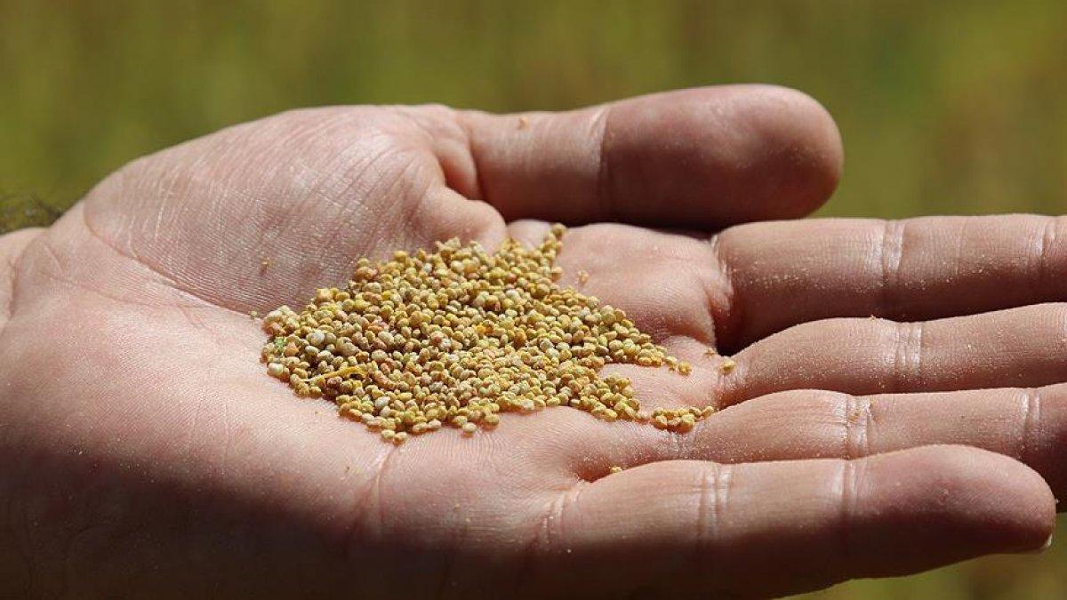 Et kadar protein içeren 10 bitkisel gıda