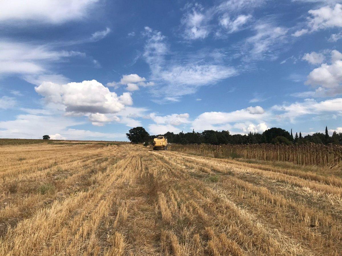 Edirne'de ayçiçeği hasadı