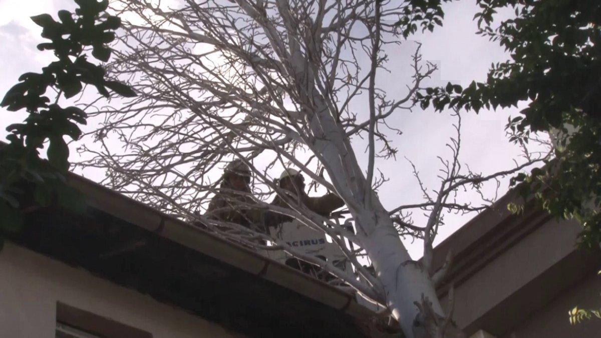 Maltepe’de evin çatısına ağaç düştü