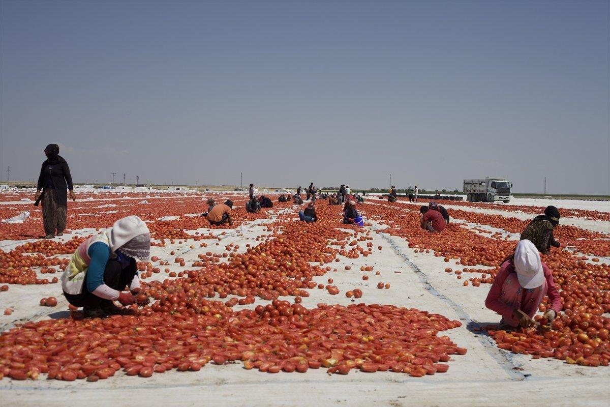 Kurutulmuş domates ihracatı