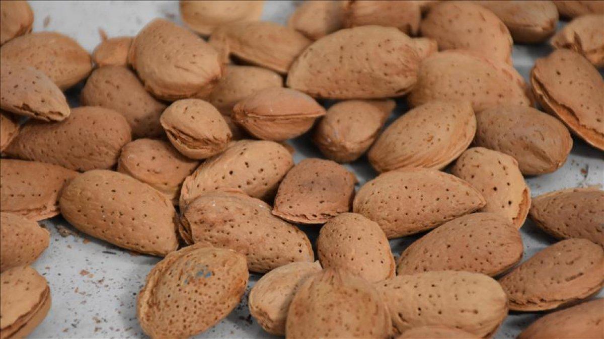 Et kadar protein içeren 10 bitkisel gıda