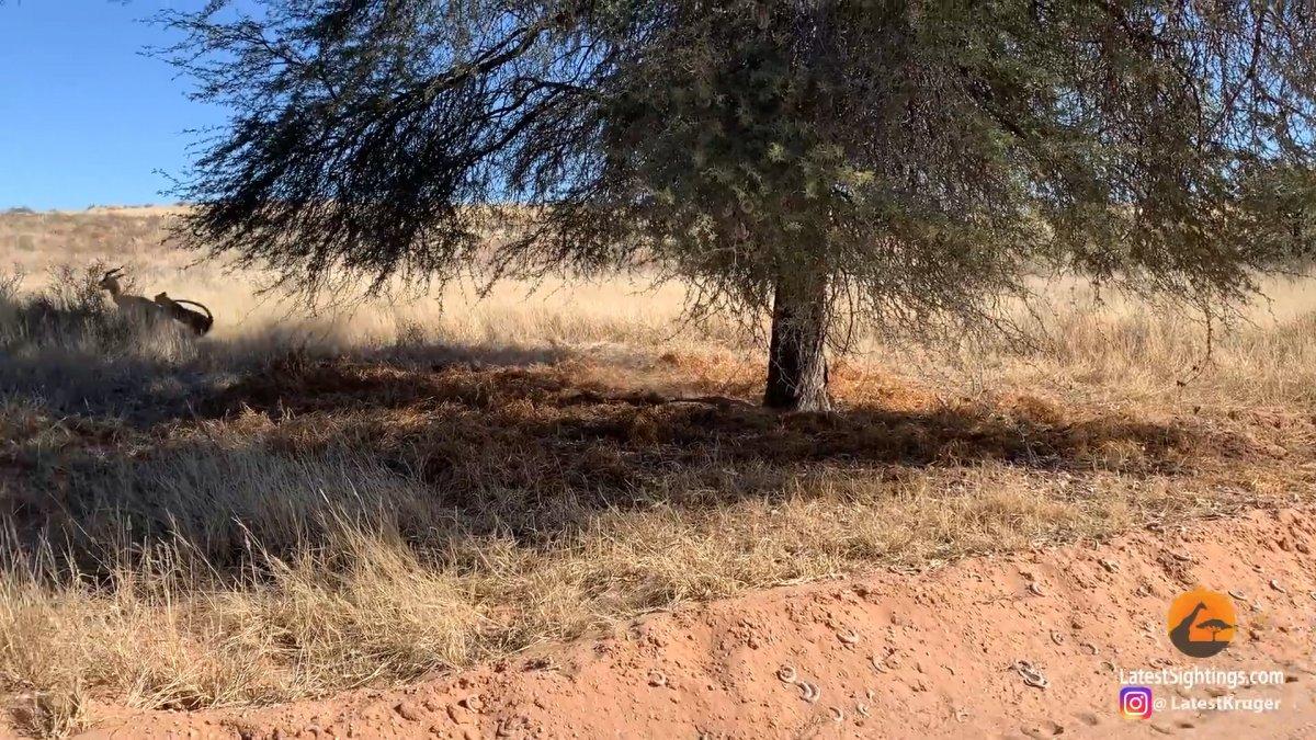 Ağacın arkasına saklanan leopar, avını sinsice yakaladı