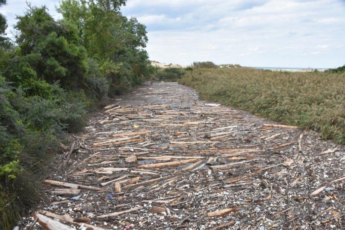 Sinop'ta Sarıkum Gölü'nde biriken tomruklar, doğal hayatı risk altında bıraktı