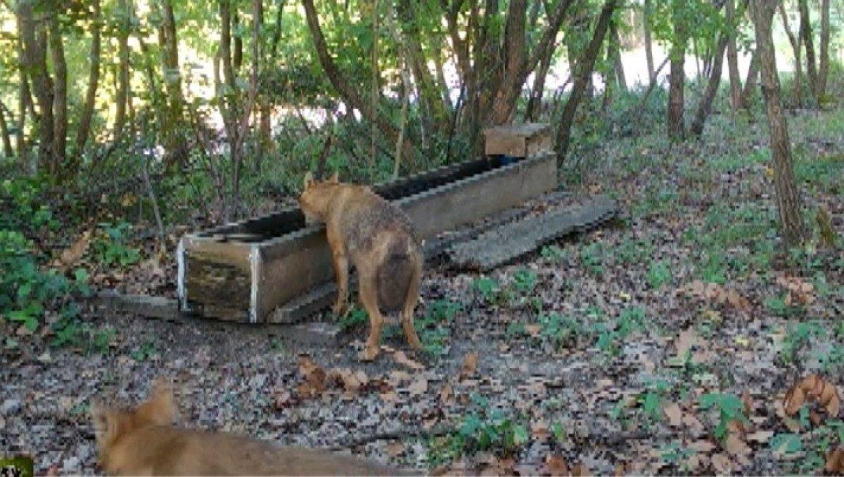 Yalova'da yalaktan su içen çakallar