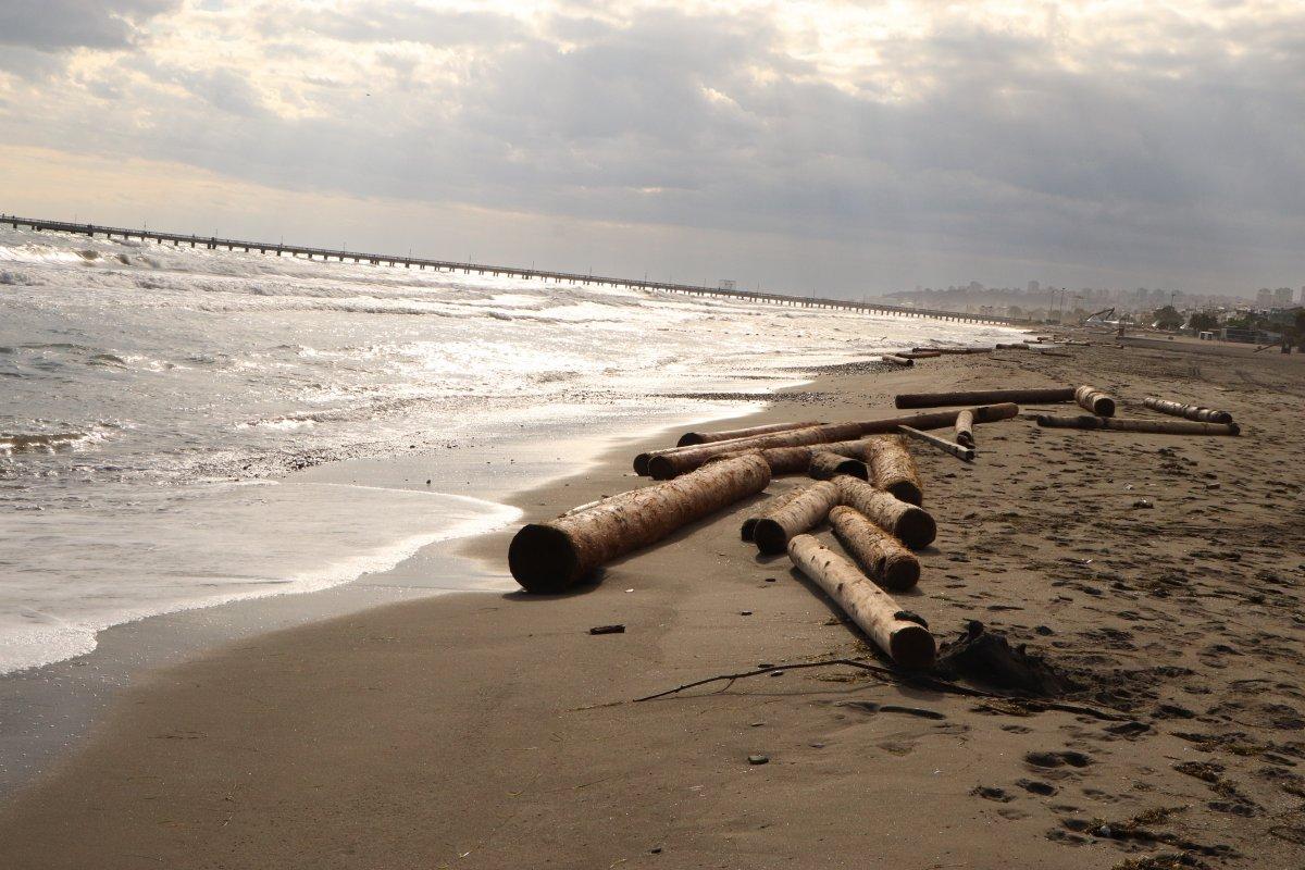 Ayancık'ta selin sürüklediği tomruklar, Samsun sahiline vuruyor
