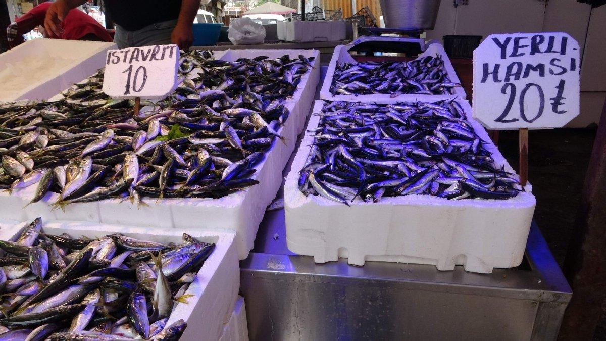 Karadeniz'de istavrit bolluğu yaşanıyor