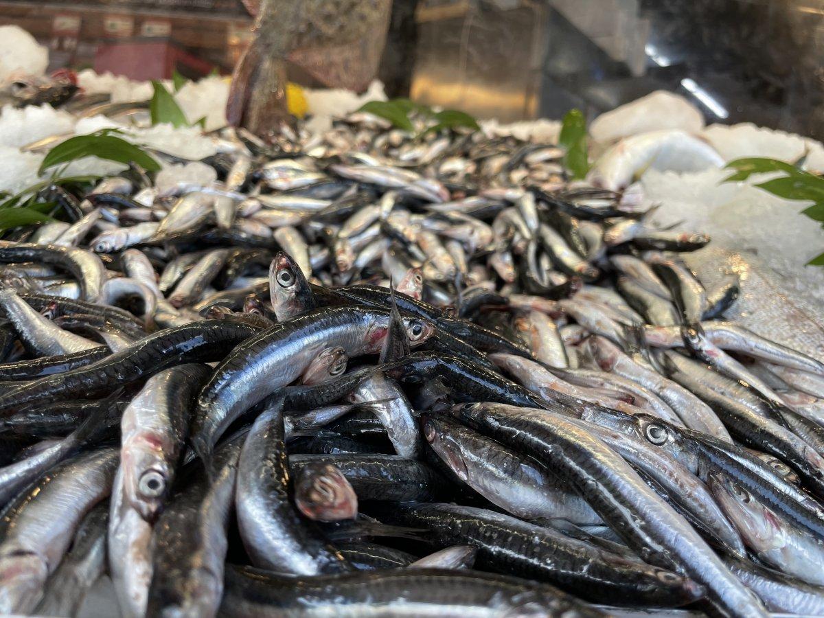 Av mevsiminin ilk haftasında hamsi bereketi