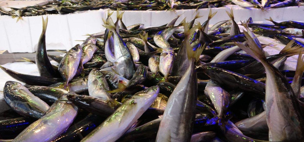 Karadeniz'de istavrit ucuzladı