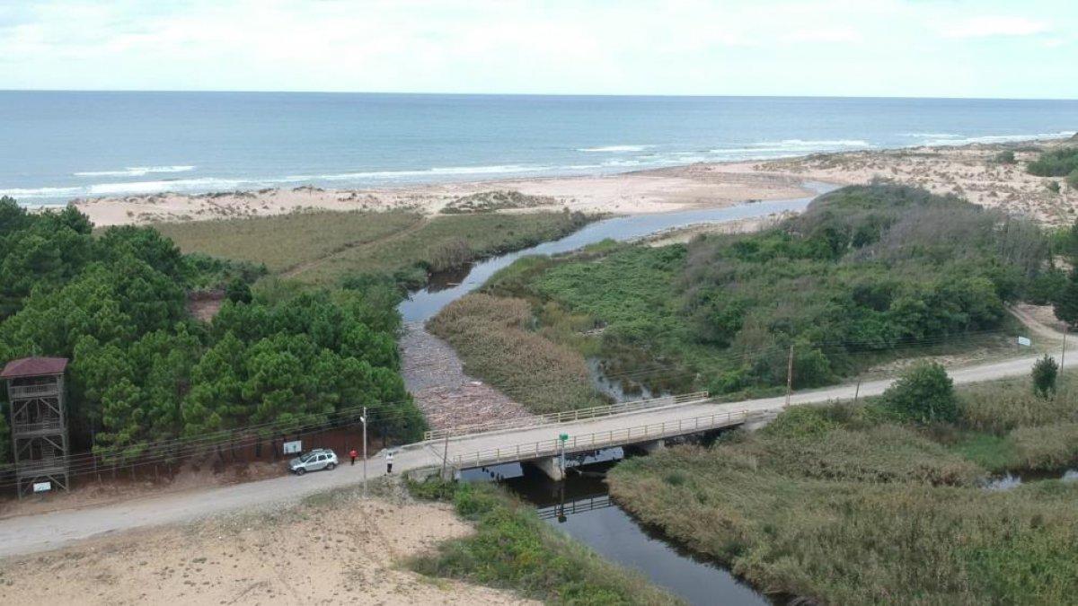 Sinop'ta Sarıkum Gölü'nde biriken tomruklar, doğal hayatı risk altında bıraktı
