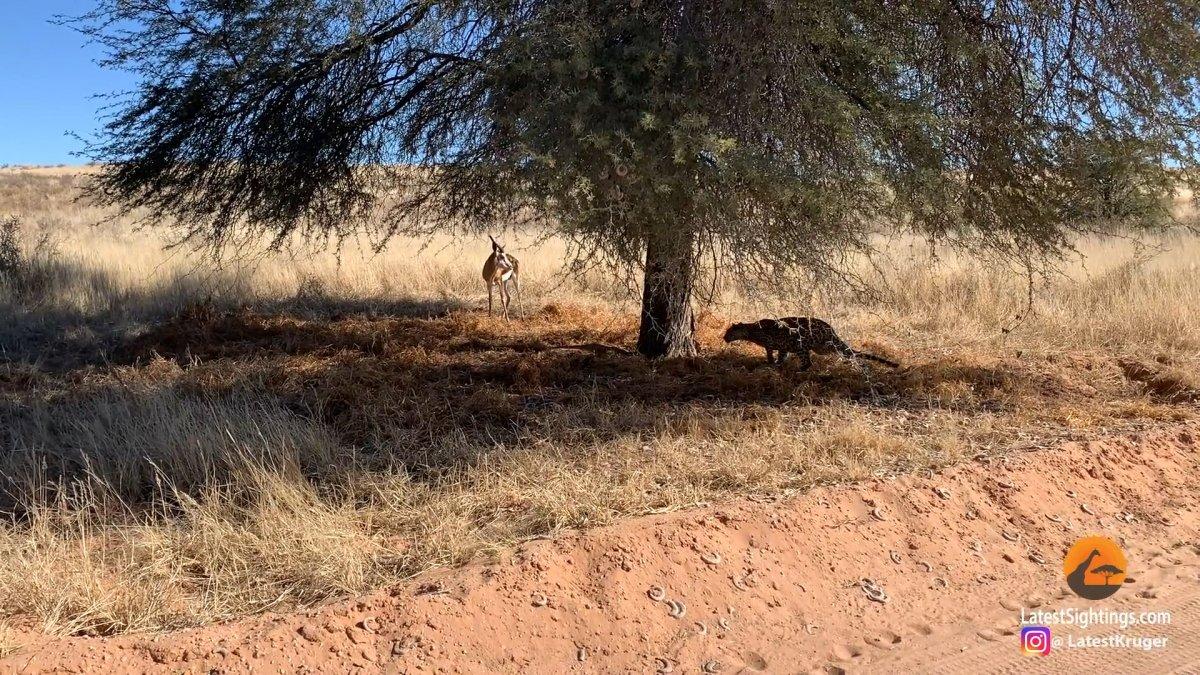 Ağacın arkasına saklanan leopar, avını sinsice yakaladı