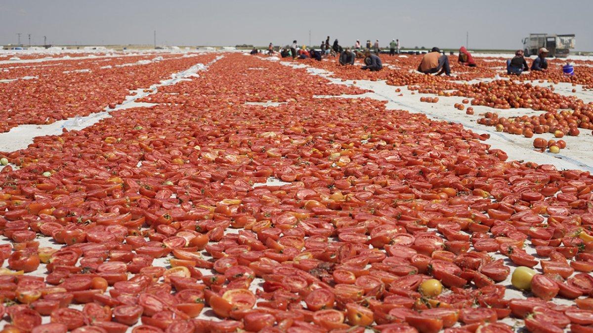 Konya’dan İtalya’ya kurutulmuş Türk domatesi ihracatı