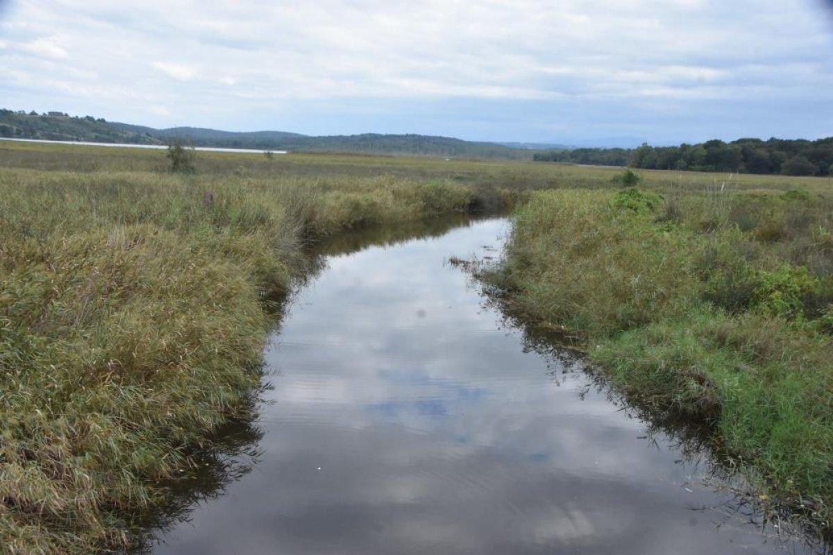 Sinop'ta Sarıkum Gölü'nde biriken tomruklar, doğal hayatı risk altında bıraktı